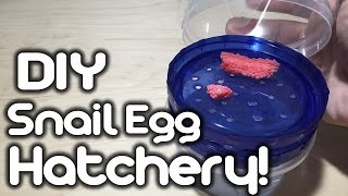 DIY Snail Egg Hatchery [upl. by Amrac]