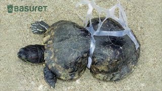 La Triste Historia de la Tortuga Deformada por la Basura [upl. by Daniela439]