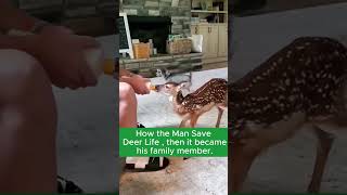 A Man Saves a Deer and a New Family is Born  youtubeshorts viralvideo ytshorts mixedia2637 [upl. by Egnalos]