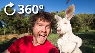 360º Talking Kangaroos  Australia 4K [upl. by Maurits]