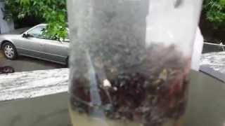 Best Fly Bait EVER DIY Bottle Fly Trap [upl. by Tychon979]