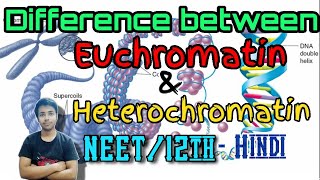 Euchromatin and Heterochromatin in Hindi [upl. by Iives]