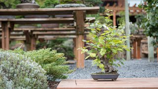 Fall Deciduous Bonsai Maintenance [upl. by Intyrb]