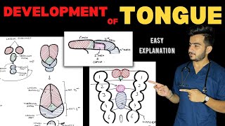 Development of Tongue  Tongue Embryology  Head amp Neck Anatomy [upl. by Eiramassenav232]