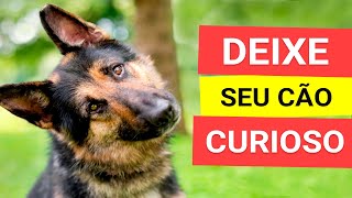 Som para Deixar Qualquer Cachorro Curioso TESTADO [upl. by Yeblehs]