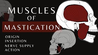 Muscles of Mastication  Gross Anatomy and Physiology [upl. by Kcirdahc120]