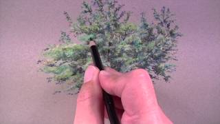 How to Draw a Tree with Colored Pencils [upl. by Pilihp]