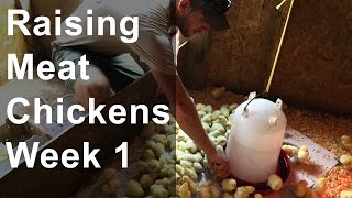 Raising Chickens for Meat Week 1 of 8 Chicks Arrive [upl. by Yelsa]