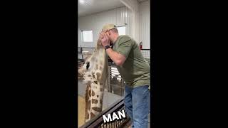 Giraffic Chiropractor animals viral giraffe [upl. by Nnylatsirk]