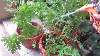 How to repot your plants [upl. by Zulch512]