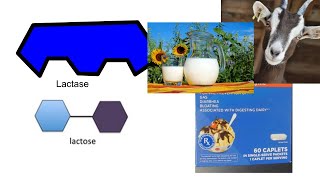 Lactose vs Lactase and How it All Fits [upl. by Powder]