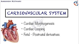 Heart Morphogenesis Cardiac Looping Fetal  Postnatal Derivatives  Cardiovascular Embryology [upl. by Aramit]