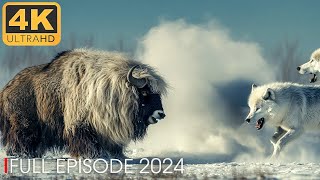 ARCTIC PREDATOR  The Unsung Heroes of the Arctic  Nature Animal Documentary [upl. by Watt]