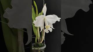 Cattleya lueddemanniana var Alba BelaVista flowers orchid orquideas [upl. by Aliuqaj]