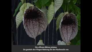 Aristolochia grandiflora [upl. by Norehc]