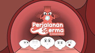 Perjalan Sperma  Animasi Edukasi [upl. by Gibbie]