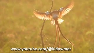 Male PINTAILED WHYDAH  Golden Wings [upl. by Ocsecnarf]