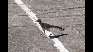 Roadrunner bird at Chisos Basin visitor center Big Bend National Park [upl. by Costa404]