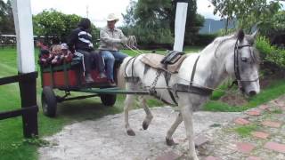 Paseo en Carreta 6 [upl. by Gerhardine718]