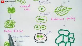 Protoplast culture method  Made easy  Bio science [upl. by Emelina]