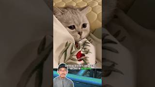 kucing ini nampak sedih karena di perlakuan majikannya yang tidak adil kucingsedih [upl. by Alyacim]