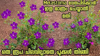 melastoma plant നിറഞ്ഞു പൂക്കാൻ Kerala garden ideas for home Malayalam gardening flower [upl. by Sileray60]