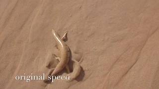 Sand fish scincus scincus [upl. by Meridel874]