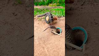 DIY Snake Trap shortvideo wildlife shorts [upl. by Lenahs]