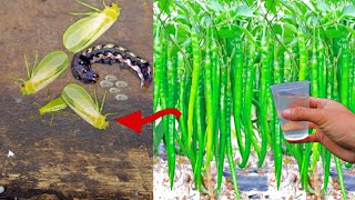 THE BEST MOST POWERFUL NATURAL PESTICIDE FOR YOUR PLANTS  ORGANIC PESTICIDE FOR PLANTS [upl. by Reta]