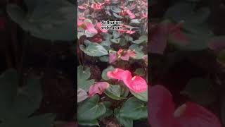 ngajigusbaha anthurium andreanum [upl. by Aborn460]