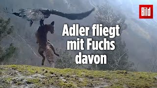 Norwegen Adler krallt sich einen Fuchs [upl. by Satsoc]