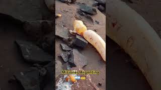 Misiones Argentina 🇦🇷🤠 El mejor lugar del Mundo 🌎 turismo viajar [upl. by Micco]