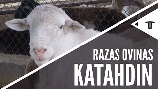 Katahdin  Razas ovinas [upl. by Ttocs20]