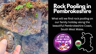 Rock Pooling on the Pembrokeshire Coast [upl. by Rizika]