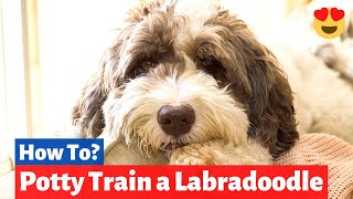 How to Potty Train a Labradoodle  Labradoodle Training Tips [upl. by Manas565]