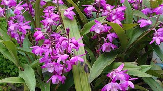 Dendrobium kingianum キンギアナム [upl. by Vig]