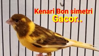 Suara Kenari Gacor  Bon simetris [upl. by Odrarebe]