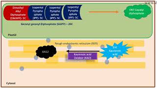 Gibberellin biosynthesis pathway [upl. by Broder]