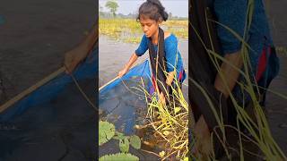 Village Girl Catching Deshi Fish by ucha net trap in Beel water bamboonettrapfishing trapfish [upl. by Orban]