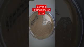 Serratia liquefaciens Colony Morphology on MullerHinton agar Demonstration [upl. by Metts6]