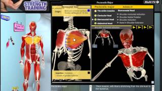 Pectoralis Major Muscle Motion Anatomy amp Kinesiology [upl. by Stacee]