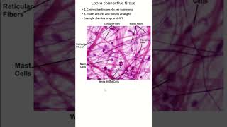 identification of histological slide of loose connective tissue anatomy biology histology [upl. by Netta]