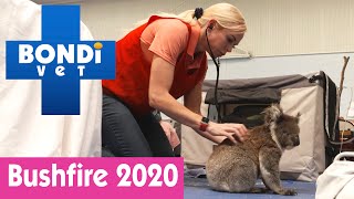 🐨 Saving Koalas In The 2020 Australian Bushfires [upl. by Ettenrahs250]