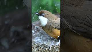 Whitethroated Laughingthrush Morning Bath [upl. by Iduj]