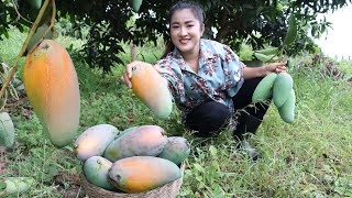 Harvest Thai mango from back yard for my recipe  Cooking with Sreypov [upl. by Ettezel648]