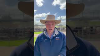 Wagga Cattle Market Report 2924 [upl. by Agatha]