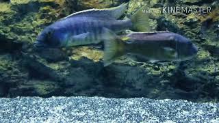 Taeniochromis holotaenia spawning [upl. by Gamber]