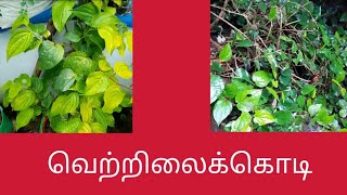 வெற்றிலைக்கொடி வளர்த்தல் [upl. by Eimmij]