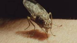 The life cycle of the tsetse fly 1987 Pt 1 of 2 [upl. by Inobe]