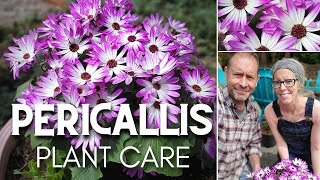 🌸 Pericallis Plant Care  Senetti Magenta Bicolor 🌸 [upl. by Albie]